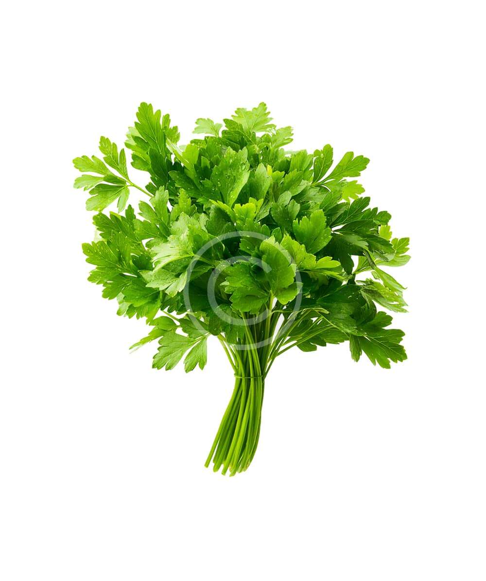 Fresh flat leaf parsley bunch